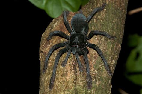 Tarantula Tangkoko National Park Sulawesi Indonesia Indonesia