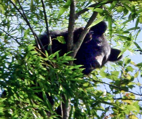 Bear Mauls 4 In Akita Residential Area Additional Attacks Reported