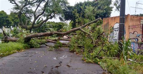 G1 Chuva Forte Derruba árvores Em Araraquara Sp Diz Defesa Civil