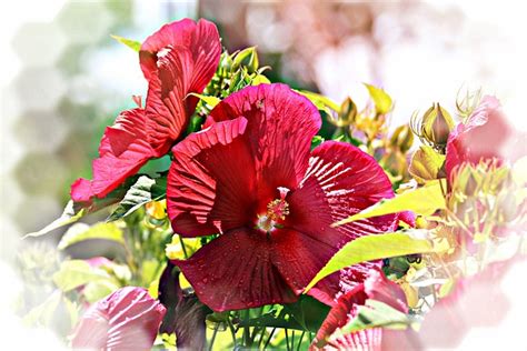 Hibiscus Dinner Plate Free Photo On Pixabay Pixabay