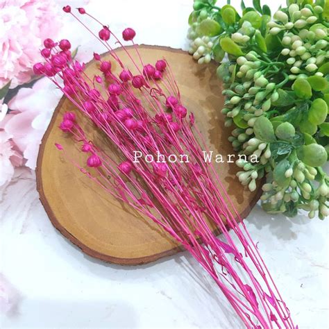 Jual ECER Bunga Kering Lino Dried Flower Lino Shopee Indonesia