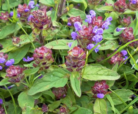 Weeds That Look Like Flowers Purple Henbit Lamium Amplexicaule Research Weed Control Advice