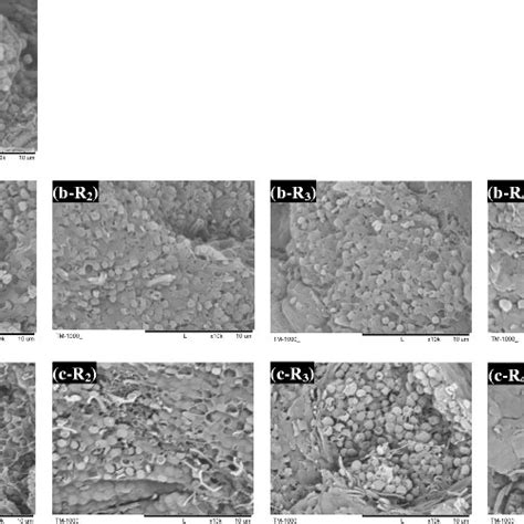 TEM images of the anammox granules from the R1-R4 samples collected ...