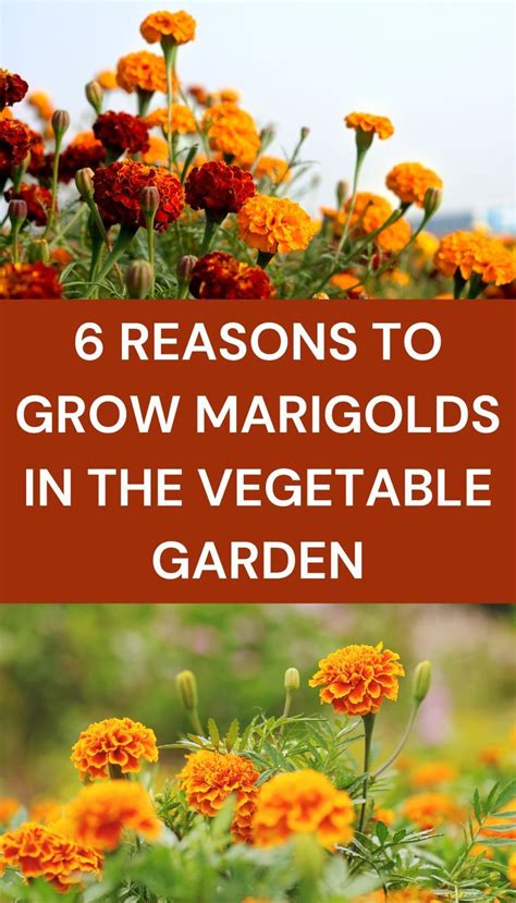 Yellow And Orange Flowers With The Words 6 Reasons To Grow Margolds In