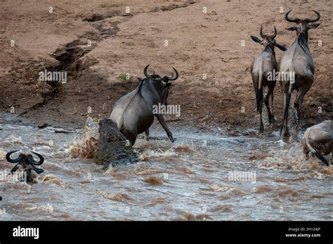 A Nile Crocodile Crocodilus Niloticus Attacking A Wildebeest