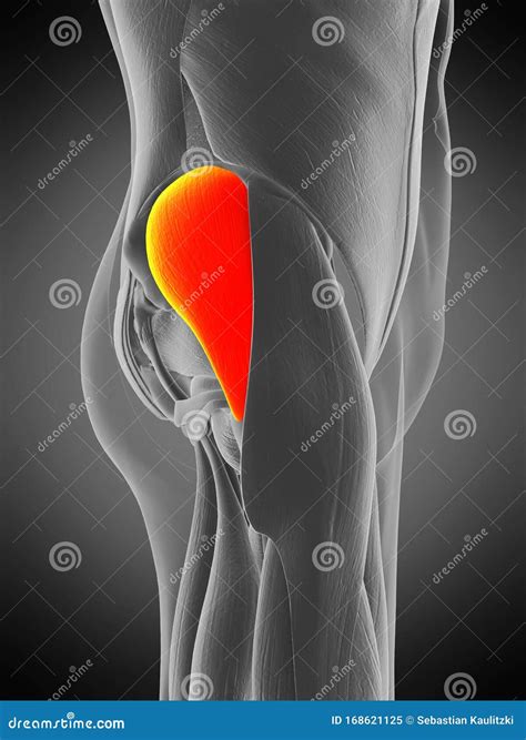 Gluteus medius stock illustration. Illustration of science - 168621125