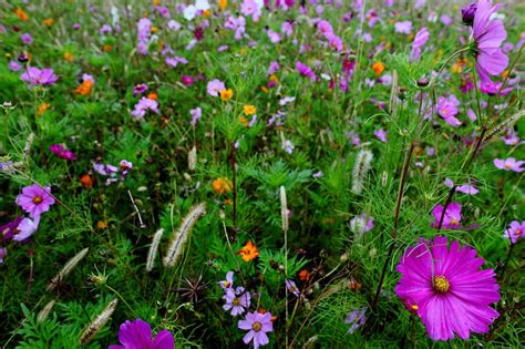 10 Fall Wildflowers Global Gardening Secrets