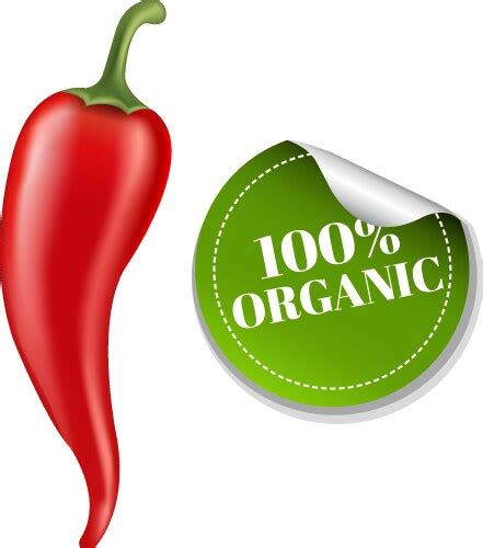 Hot Chilli Pepper Red And Yellow Royalty Free Vector Image