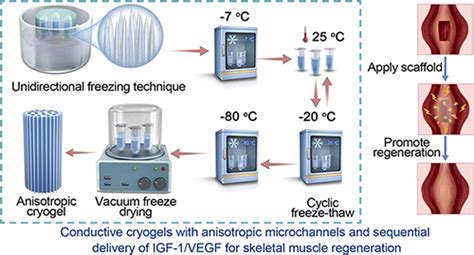 西安交大郭保林憨勇赵鑫团队：具有各向异性微通道和顺序递送双生长因子的可生物降解导电ipn原位冷冻凝胶用于骨骼肌再生中国聚合物网科教新闻