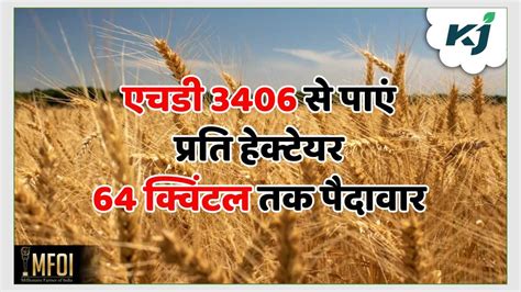 Wheat Variety गेहूं की किस्म एचडी 3406 उन्नत एचडी 2967 की खेती कर