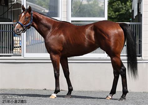 ショウナンマッハ Shonan Mach 競走馬データベース 競馬ラボ