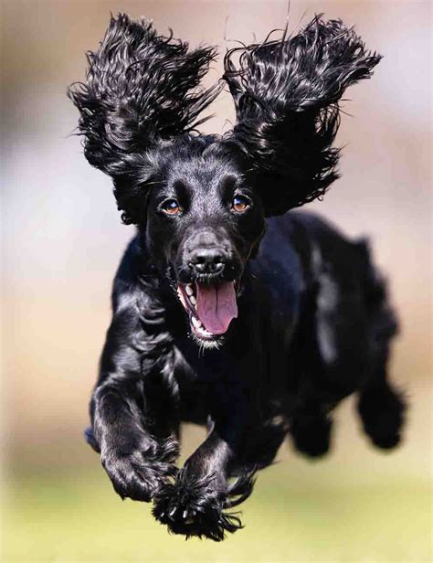 black dog names   inspiring ideas  naming  pup