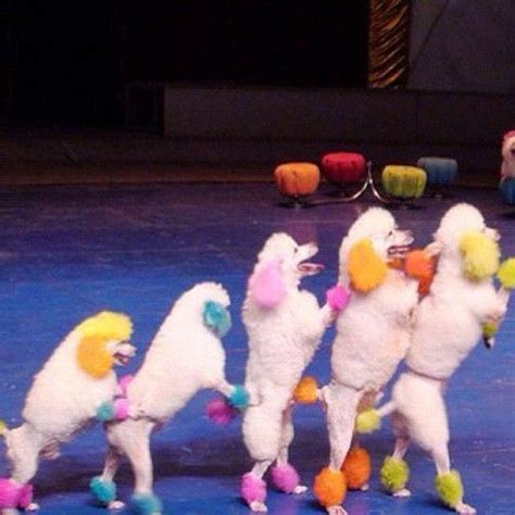 Circus Poodle Pinterest Poodles Posts And Tumblr