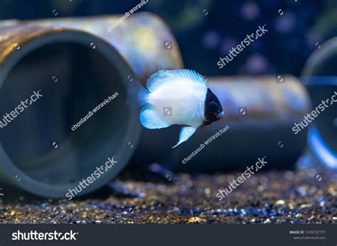 213 Masked Angelfish Images, Stock Photos & Vectors | Shutterstock