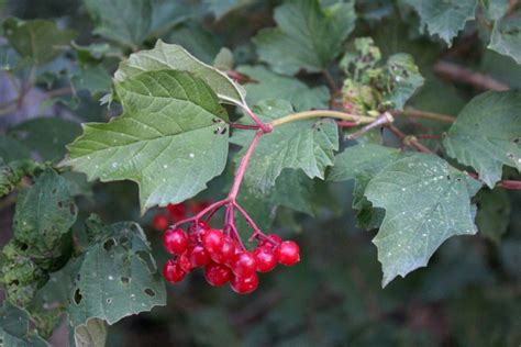 Foraging Highbush Cranberry For Food And Medicine