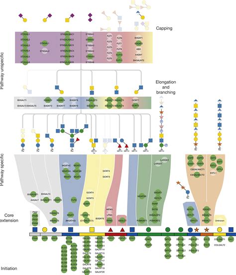 An Atlas Of Human Glycosylation Pathways Enables Display Of The Human