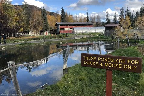 Soaking In Chena Hot Springs Alaska S Thermal Wonder