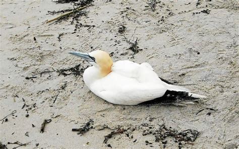 Grippe aviaire en Bretagne Tout le littoral est désormais touché