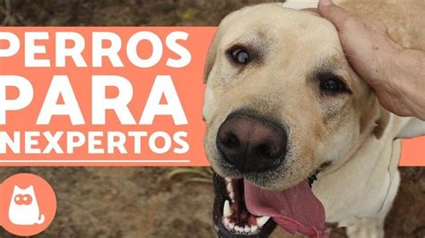 Razas Grandes de Perros Las Mejores para Convivir con Niños