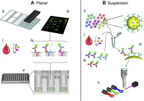 The Multiplex Immunoassays A Planar Microarray Protein Chips And B