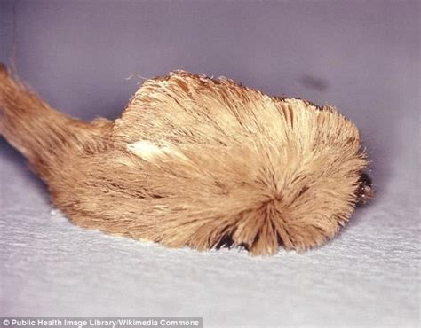 Florida Scientist Warn Residents Not To Touch Puss Caterpillar Daily