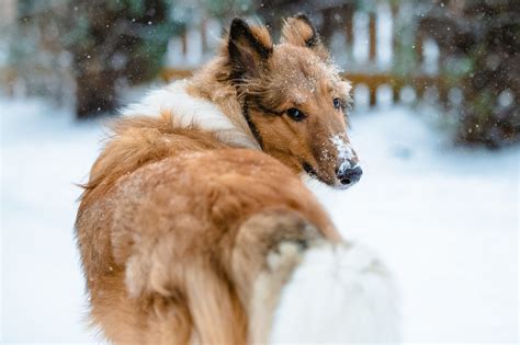 Rough Collie Grooming: Shedding and Why to Skip Shaves