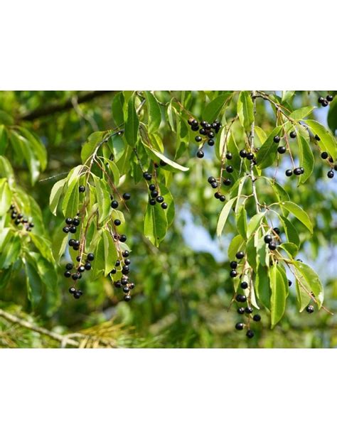 Prunus Padus Bird Cherry