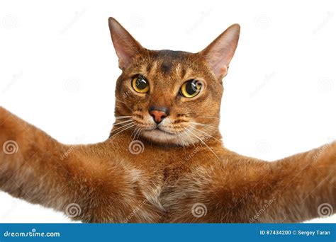 Gato Abyssinian Isolado No Branco Foto De Stock Imagem De Curioso