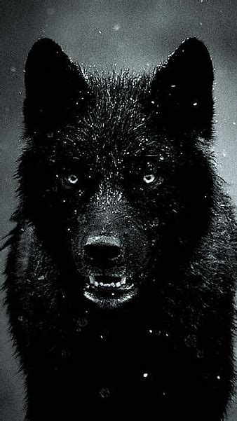 Black Wolf Background