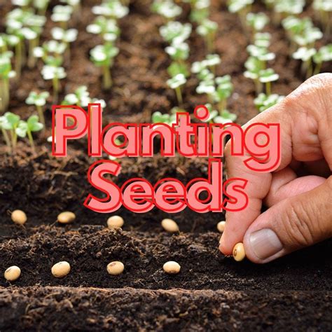 9 Things You Didn’t Know About Planting Seeds | by Ecorganicass | Medium