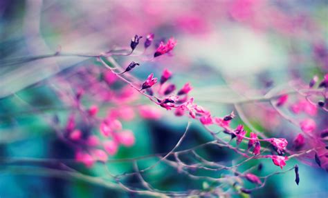 Wallpaper Sunlight Depth Of Field Nature Plants Purple Branch