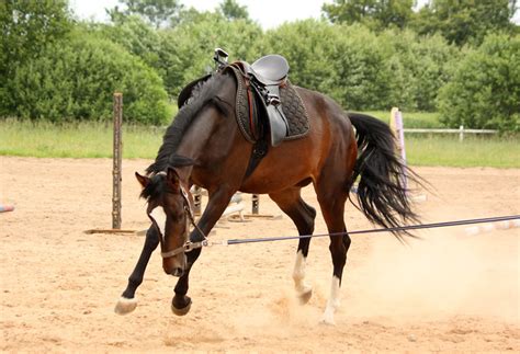 11+ Horse Training Tools - RubenCaolan