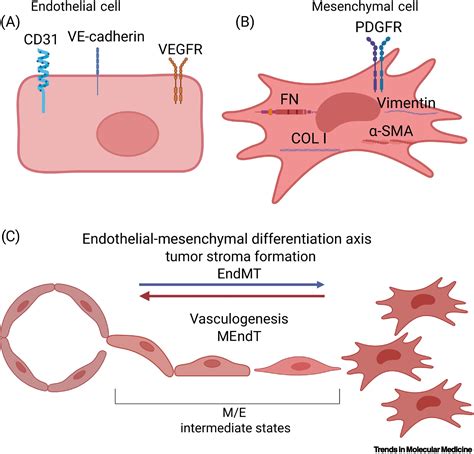 The Kaposis Sarcoma Progenitor Enigma KSHV Induced MEndTEndMT Axis