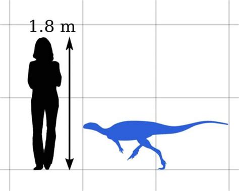 Nanosaurus | Exploring the Late Jurassic “Dwarf Lizard”