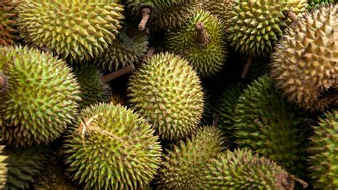 malaysia durian season common varieties    pick