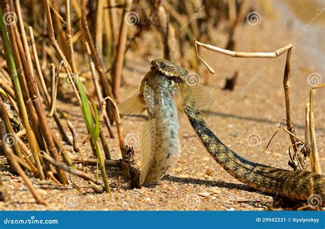 Water snake stock image. Image of coldblooded, nature - 29942231