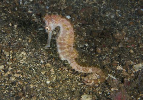 Spiny Seahorse (Hippocampus histrix) - Bali Wildlife