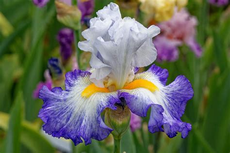 10 Different Types of Iris (Photos) - Garden Lovers Club