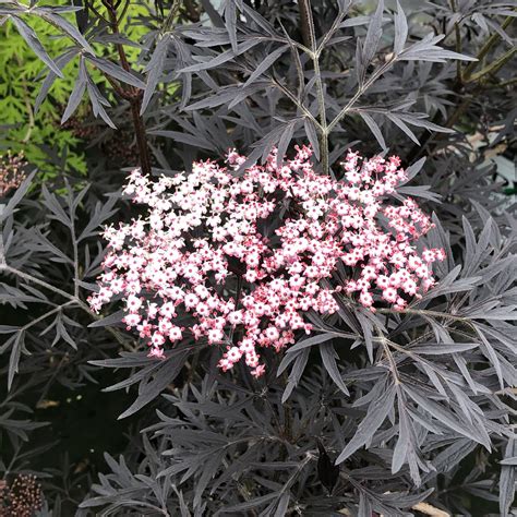 sambucus nigra black lace