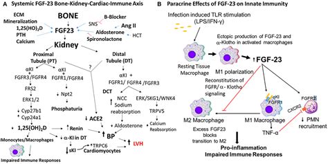 Frontiers Role Of Fibroblast Growth Factor 23 In Innate Immune Responses