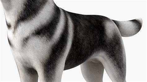 Siberian Husky Black And White Rigged For Maya 3d Model 179 Ma Free3d