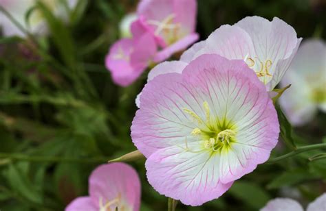 「月見草」の花言葉の意味、似た意味の花言葉を持つ花を徹底解説！ 「言葉の手帳」様々なジャンルの言葉や用語の意味や使い方、類義語や例文まで