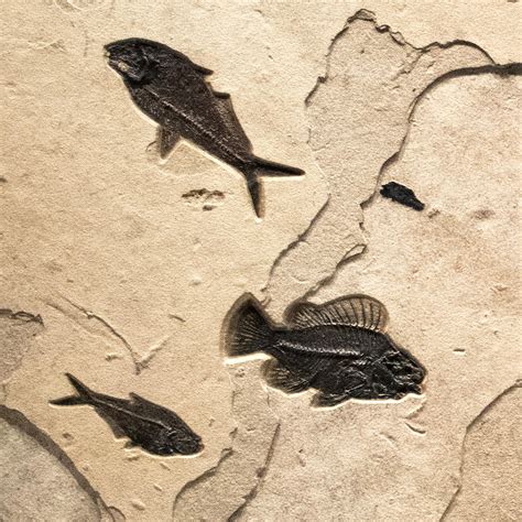 Million Year Old Eocene Era Fossil Fish Triptych In Stone From