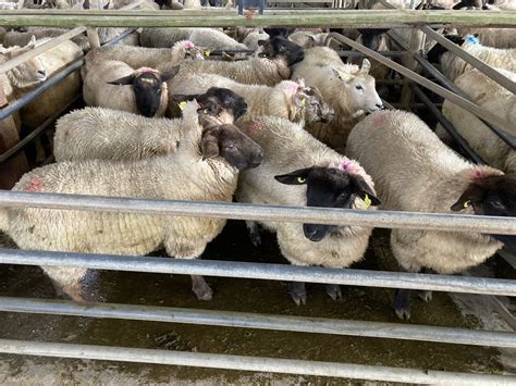 Sheep trade: Hogget prices top â‚¬7.50/kg | LaptrinhX / News