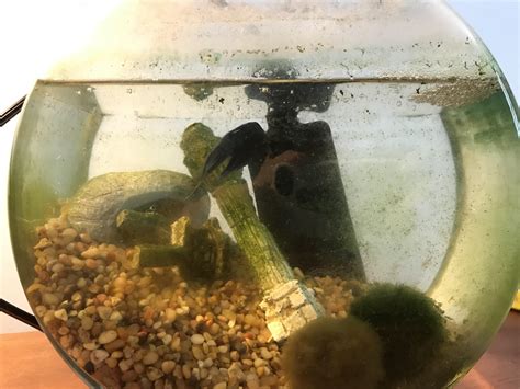 Rescuing this Betta tomorrow any tips for transport and set up? : r