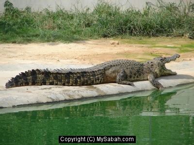 Tuaran Crocodile Farm, Sabah, Malaysia/tuaran-crocodile-dsc03975