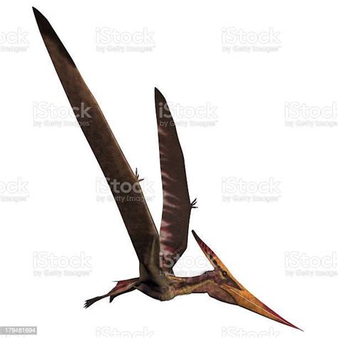 Pteranodon On White Stock Photo Download Image Now Dinosaur Cut