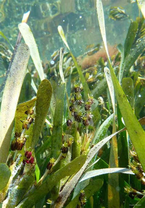 World’s Largest Plant Has Been Discovered In Australia Here’s What Makes It Unique Besides Its Size