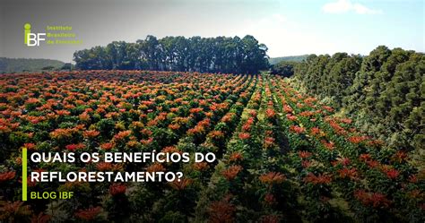 Quais Os Benef Cios Do Reflorestamento Ibf