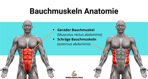 Bauch Trainingsplan Für Starke Körpermitte